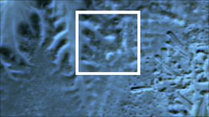 tanis closeup